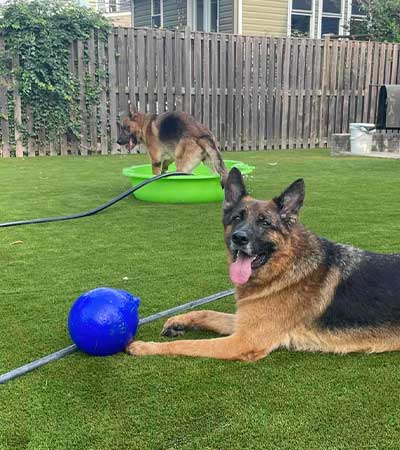Two dogs play on agility equipment at a Sniffspot property