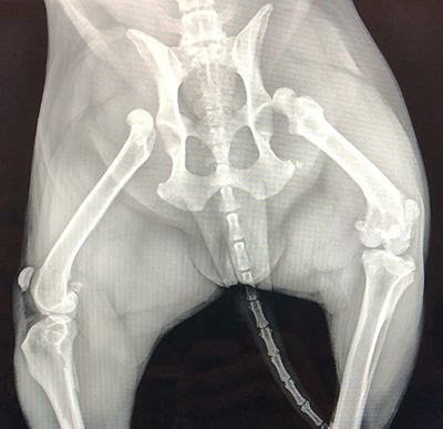 X-Ray image of a dogs' hips