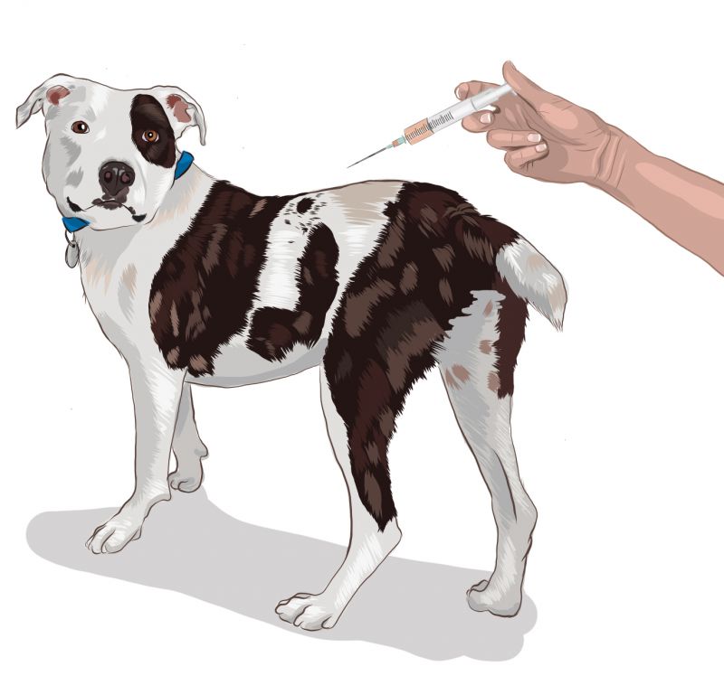 an illustration of a dog getting a shot