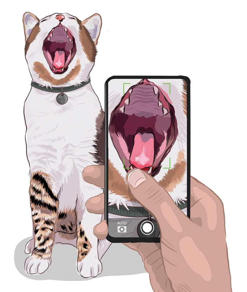 illustration of a person taking a picture of their cat's mouth