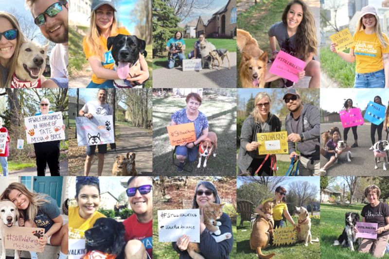 collage of people with foster pets