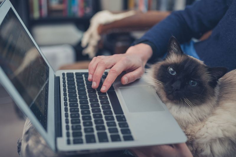 Cat at Laptop
