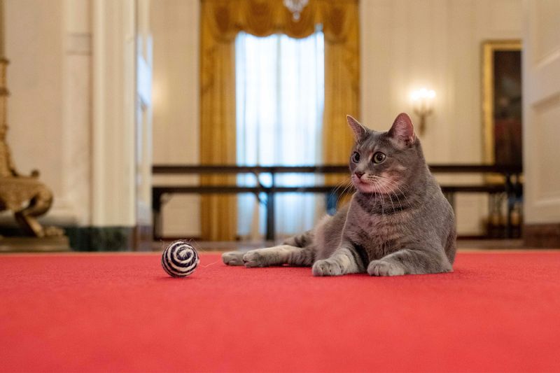 Willow, President Biden's cat relaxes on the carpet with a toy ball.