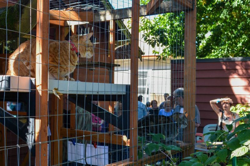 Photo of cats in a catio while people look on.