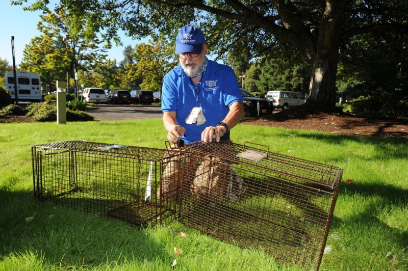 a man prepares two cat traps in lush grass