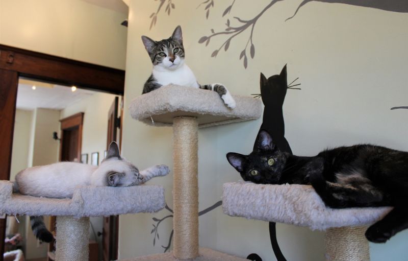 three cats relaxing on a cat tree