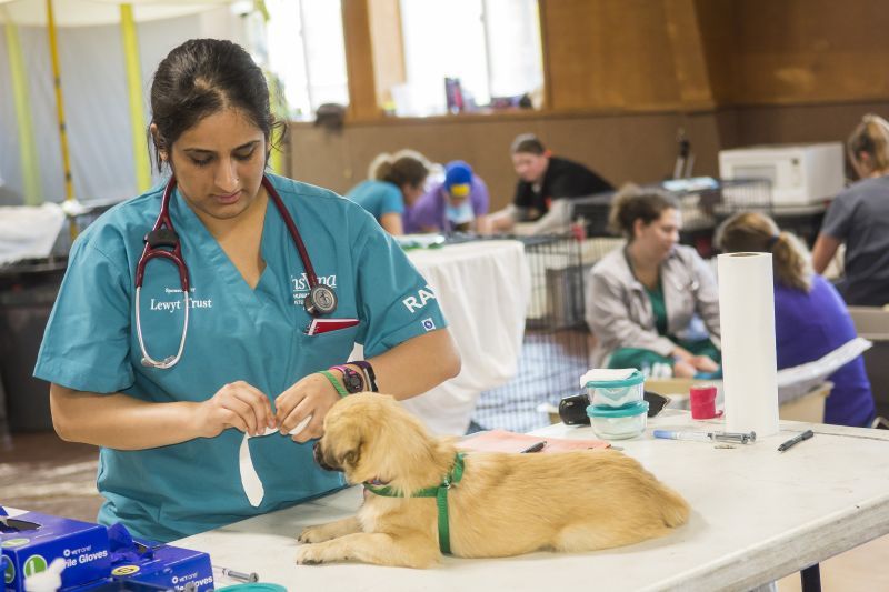 a veterinarian unrolls a bandage in front of a puppy