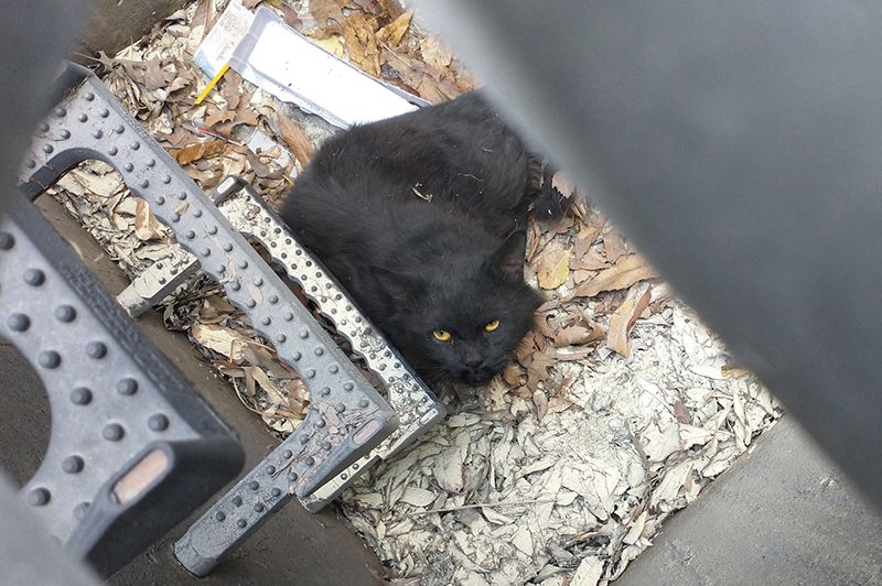 Photo of a black cat from above who is stuck in a storm drain.
