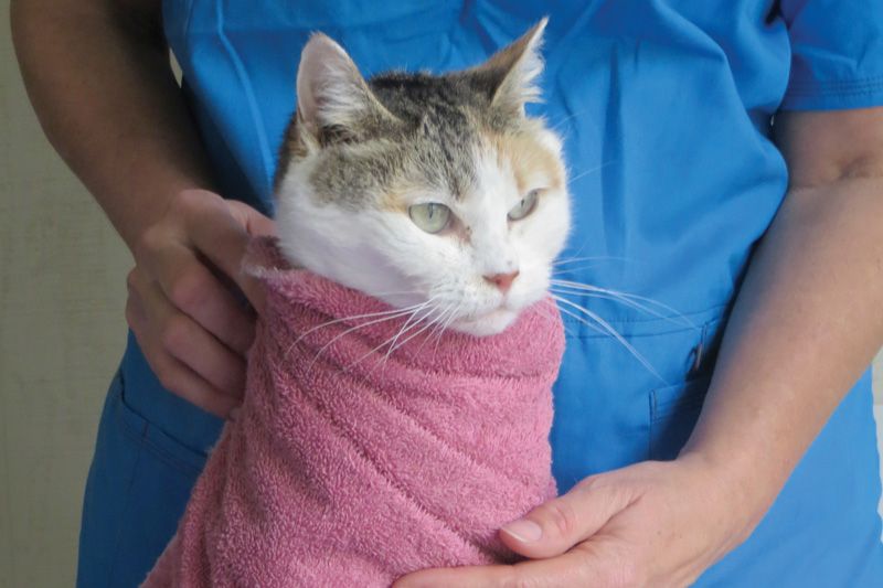 a cat swaddled in a towel