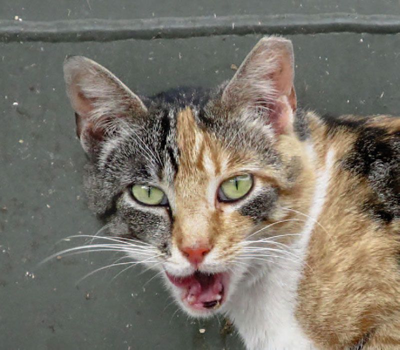 Feral cat with tipped ear