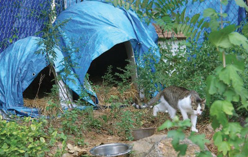 TNR shelters on New Rochelle Humane Society's property
