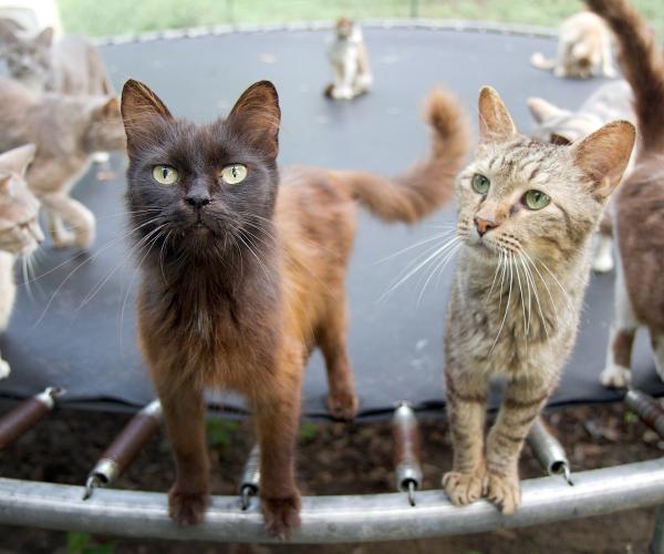 a group of cats standing on a trampoline
