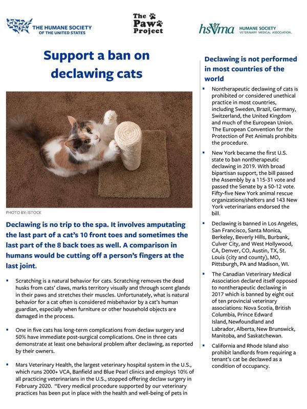 Support a Ban on Declawing Cats