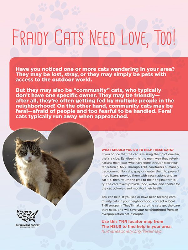 Fraidy Cats Need Love, Too!