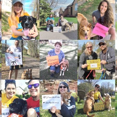 collage of people with foster pets