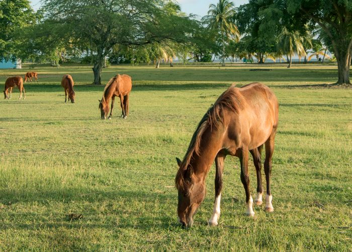 a group of horses grazing on grass