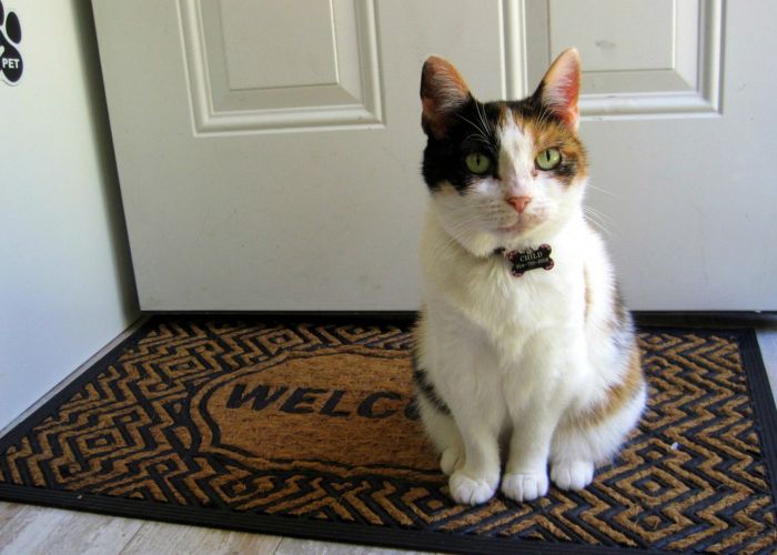 cat sitting in front of a door on a welcome mat