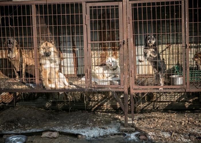 dogs in rusty cages at a korean dog meat farm