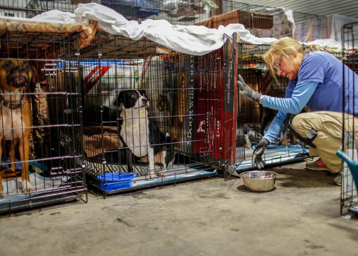 a woman brings water to pets in kennels