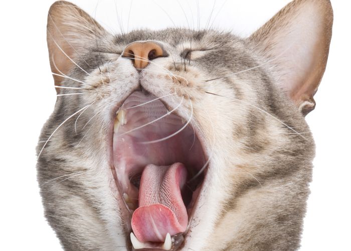 Photo of cat opening its mouth