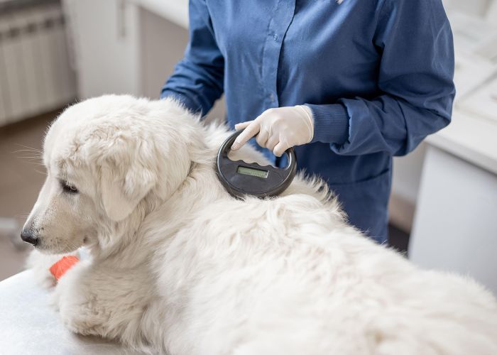 Veterinarian checking microchip implant under sheepdog dog skin in vet clinic with scanner device.