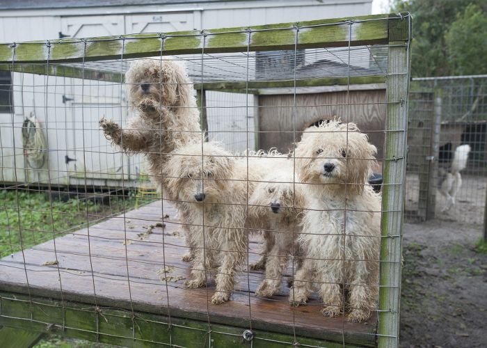 4 dirty puppies at a commercial breeding facility