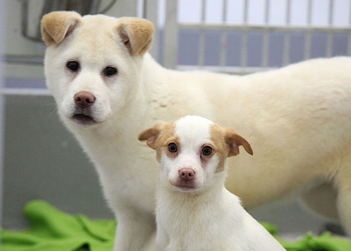 2 dogs inside a shelter