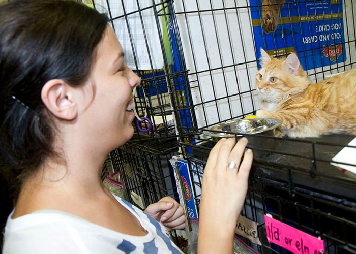 a woman meeting a cat in a shelter
