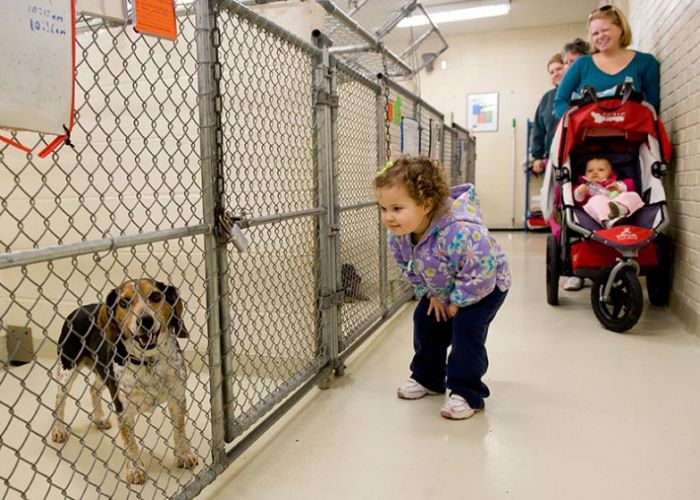 a little girl looks at a dog in a shelter while her mother looks on