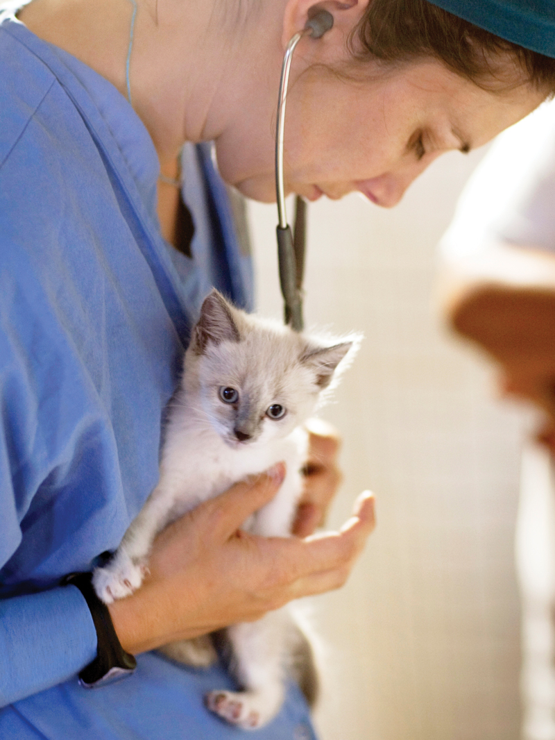 a vet holds a kitten while listening to its heartbeat