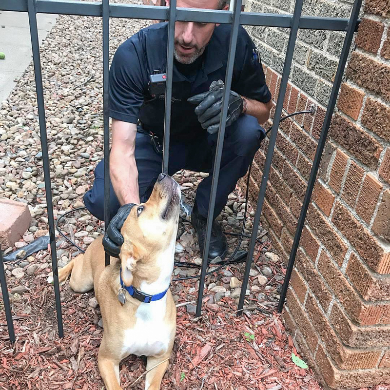 an animal protection officer reaches through a fence to pet a dog
