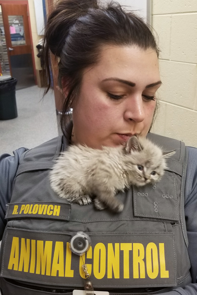 a small kitten rests on an animal control officer's chest