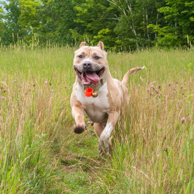 a dog running through tall grass