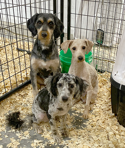 Three freshly groomed dogs.