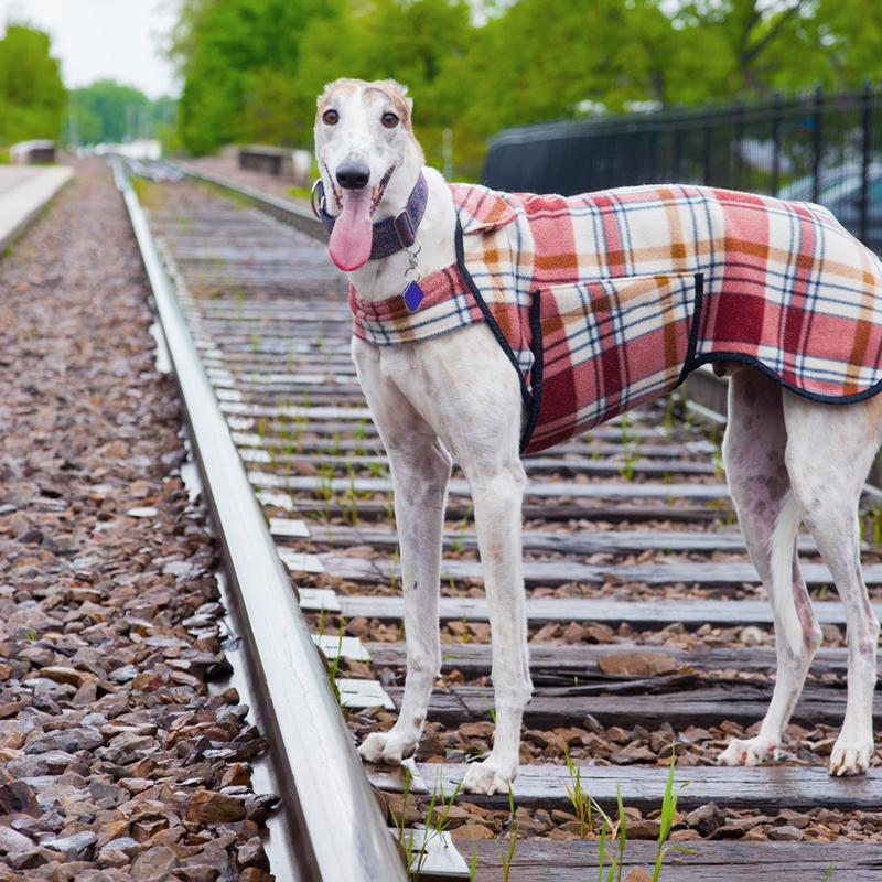 a greyhound standing on train tracks