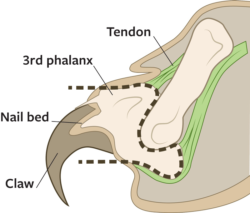 a diagram of a cat's paw illustrating a declawing procedure