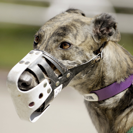 a greyhound wearing a muzzle