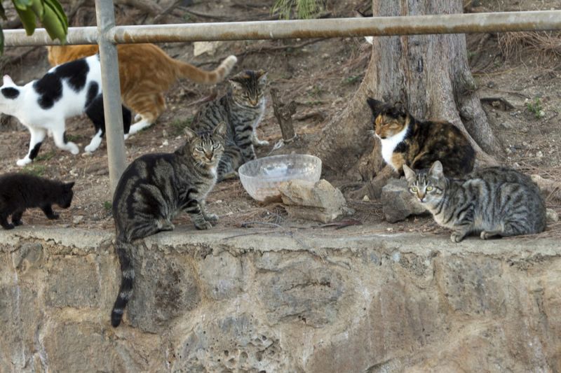 a group of community cats gathered around a bowl