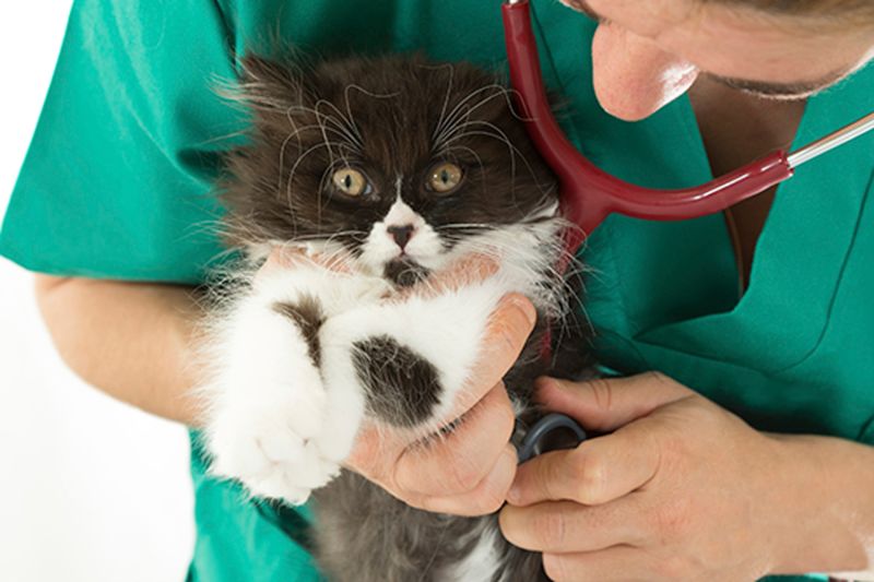 closeup of a cat being examined by a vet