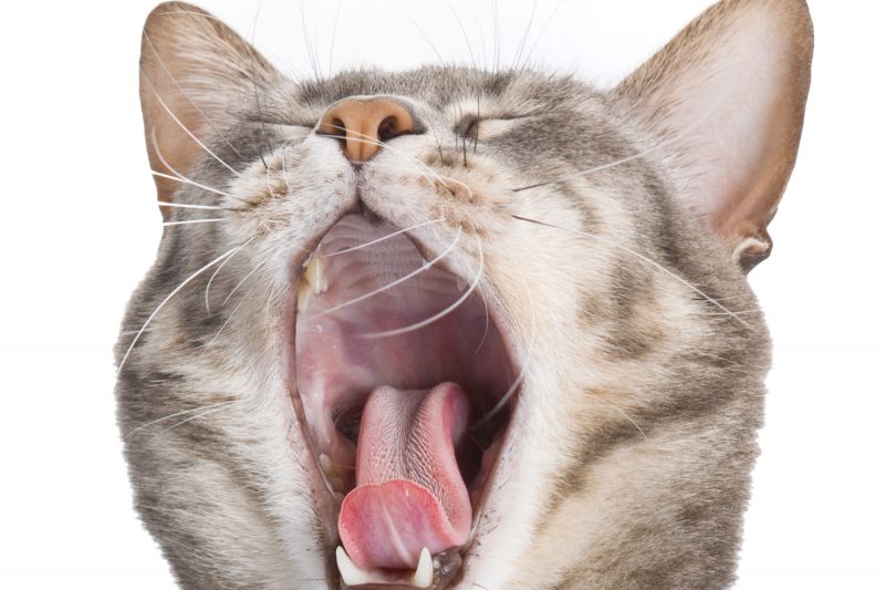 Photo of cat opening its mouth