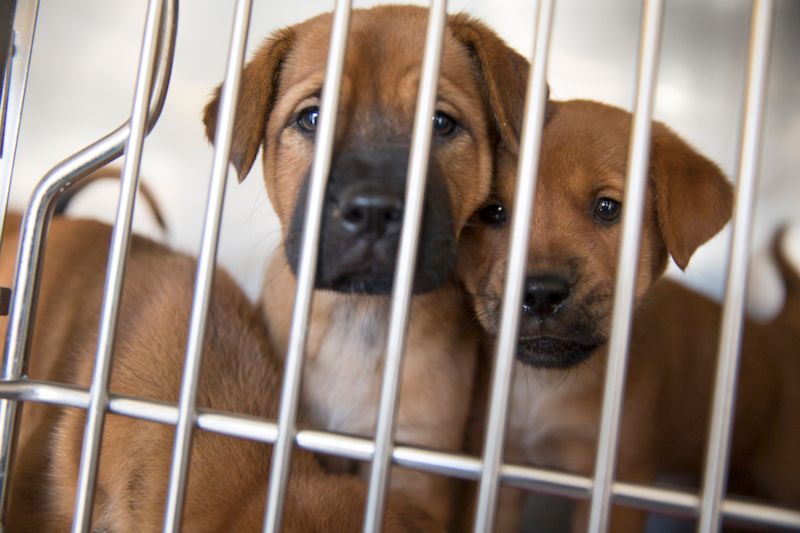 two puppies staring out of a kennel