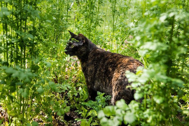 a cat standing alert amongst tall crops