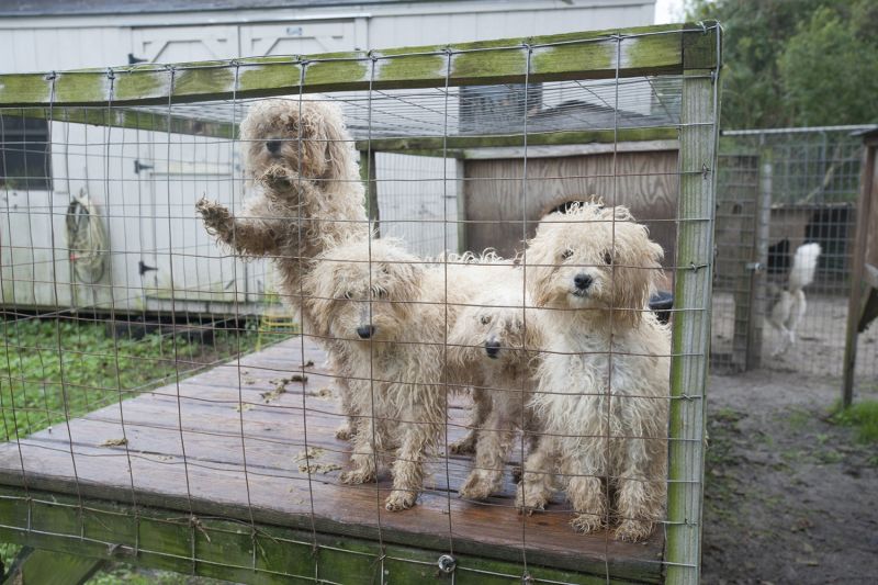 4 dirty puppies at a commercial breeding facility