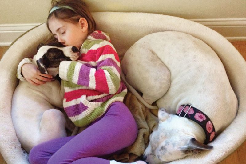 a young girl sleeps snuggled up with two dogs