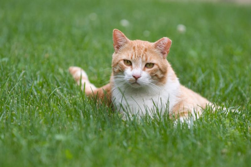 an orange ear-tipped cat lying in the grass