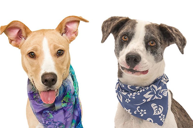 two dogs in bandanas