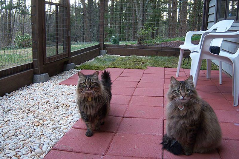 Two cats in a catio