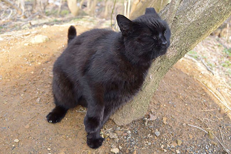 Black cat rubbing on a tree