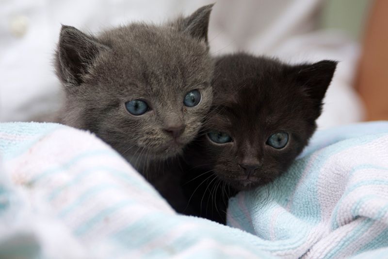 two very young kittens atop a blanket