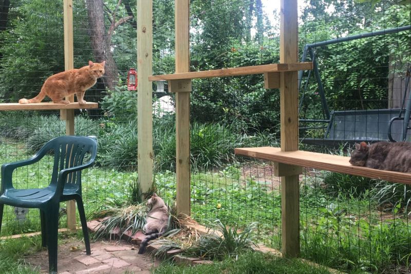 Three cats relaxing in a spacious catio